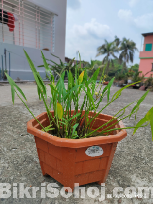 জলগোলাপ